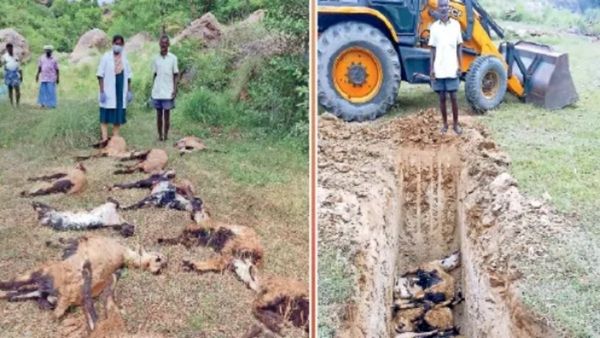 ஆரணியை கலங்கடித்த 15 ஆடுகள்.. திருவண்ணாமலையில் 