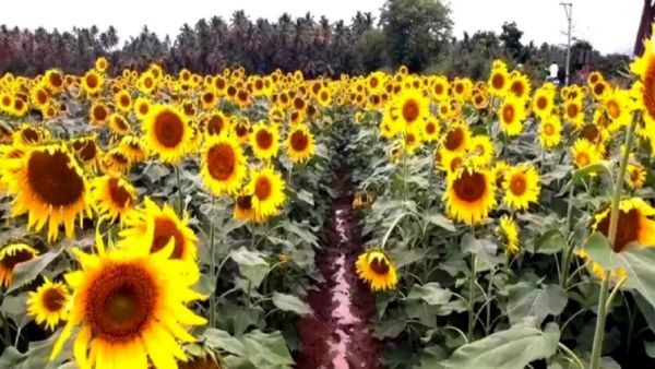 பூத்து பூத்து குலுங்குதடி பூ! சூரியகாந்தி பூவு! செல்ஃபிக்கு ரூ 25! ஆயக்குடியில் குவியும் மக்கள்