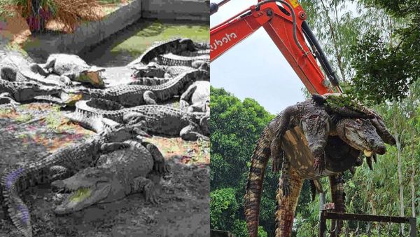 பண்ணை வீட்டில் மிதந்த 100 முதலைகள்.. யார் பெற்ற மகனோ.. விவசாயி செய்ததை கண்டு மலைத்த மக்கள்.. சபாஷ்