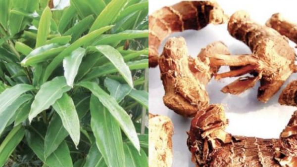 சிற்றரத்தை.. 1 துண்டு மூலிகை போதுமே இருமல் பறந்துடும்.. கர்ப்பிணி சாப்பிடலாமா? சித்தரத்தையின் சிறப்பு