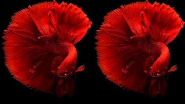 மீனுக்கும் மீனுக்கும் கசமுசா.. தண்ணிக்குள்ளே ஒரே டிஷ்யூம் டிஷ்யூம்.. ஒரே வீடியோவில் கிறங்கிய இணையம்