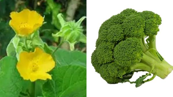 துத்திக்கீரை.. மூலநோய்க்கு பெஸ்ட் கீரை.. ஆசனவாயில் ரத்தமா? மூலத்தை ஓட்டும் சூப்பர் பழங்கள், காய்கள்