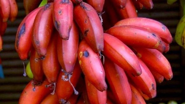 செவ்வாழையின் செம்மை.. தினம் 1 பழம் தரும் ஆச்சரியம்.. செவ்வாழைப்பழத்தின் பீட்டா கரோட்டீன் அதிசயம்