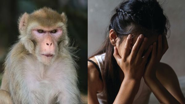 6 வயது சிறுமி பலாத்கார முயற்சி! இளைஞரை கடித்து குதறி துரத்திய குரங்குகள்! யார் மிருகம் சொல்லுங்களேன்