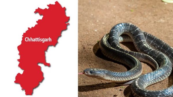 கட்டுவிரியன் கடித்து பலியான இளைஞர்.. சடலத்துடன் பாம்பை உயிருடன் வைத்து எரித்த மக்கள்! 