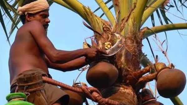 பனங்கிழங்கு பசித்தவனுக்கு.. 