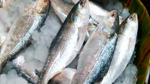 மீனில் பெஸ்ட் ஹில்சா மீன்.. டக்னு நிறுத்திடுச்சே பங்களாதேஷ்.. அப்ப நமக்கு ஹில்சா மீன்கள் கிடைக்காதா?