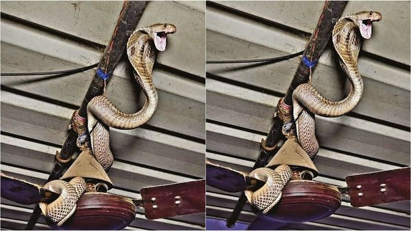 தேனியில் விருந்துக்கு வந்த வீட்டில் வெக்கை.. ஃபேன் மேலேயே உட்கார்ந்த விருந்தாளி.. அடுத்து நடந்தது?