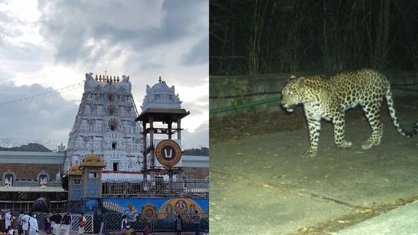 திருப்பதி ஸ்ரீவாரிமெட்டு பாதையில் நாயை துரத்தும் சிறுத்தை! திடீரென புறமுதுக்கிட்டு ஓடும் சீட்டா!