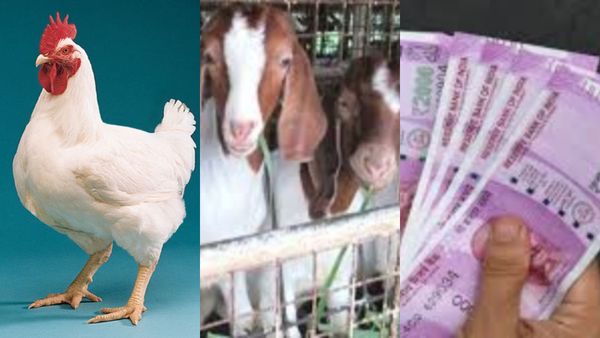 ஆடுகள் வளர்க்க ஆசையா? கோழி, பன்றி வளர்க்கணுமா? மத்திய அரசு தரும் மானியம்.. விவசாயிகளுக்கு குட்நியூஸ்