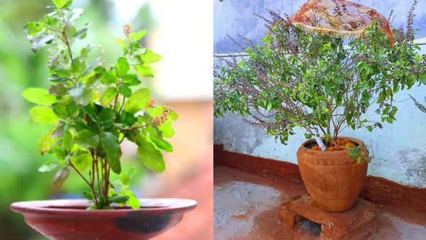 உங்கள் வீட்டில் துளசிச் செடியை வைத்துள்ளீர்களா? அதை எந்த திசையில் வைக்கணும் தெரியுமா?