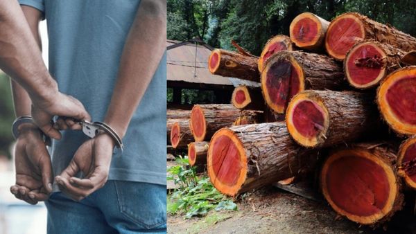 ஆனைமலை காட்டுக்குள்.. பயங்கர ஆயுதத்துடன் பதுங்கிய சந்தனமர மாஃபியா.. மடக்கி பிடித்த வனத்துறை