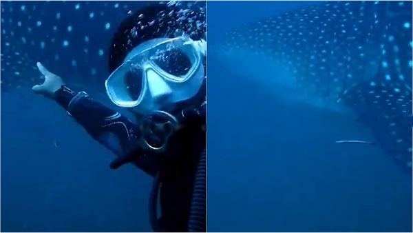 சென்னை நீலாங்கரை பீச்சில் எட்டிப்பார்த்த விருந்தாளி... எவ்வளவு பெருசு.. ஆழ்கடலில் நடந்த ஆச்சரியம்