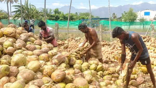 தெய்வத்துக்கே கேட்டிடுச்சு.. தேங்காய் விவசாயிகளுக்கு அடித்த ஜாக்பாட்.. லைஃப் டைம் செட்டில்மெண்ட்