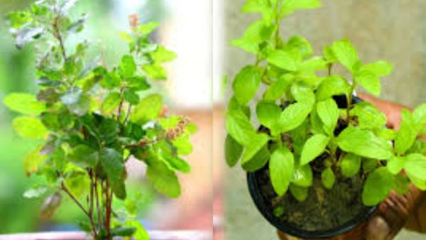 பால்கனியில் துளசி.. இந்த திசையில் மட்டும் துளசி செடியை வைக்காதீங்க.. ஆன்மீக பலன் தரும் துளசி இலைகள்
