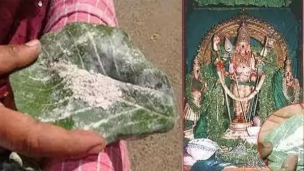 திருச்செந்தூர் முருகன் கோயிலுக்கு போனால்! பன்னீர் இலை விபூதியை வாங்கிட்டு வாங்க! 