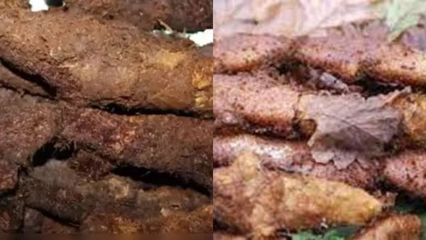 எலும்பு அடர்த்தி குறைவு.. தீவிர வாத நோயை போக்கும் ஆட்டுக்கால் கிழங்கு.. சத்தான முடவாட்டுக்கால் சூப்