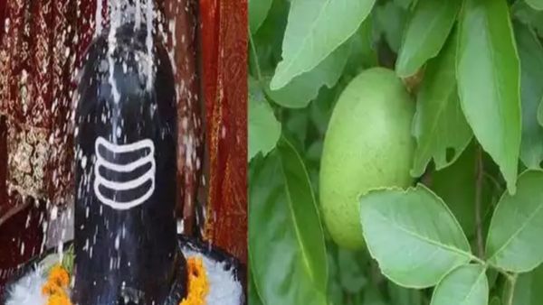 தோஷங்களை விலக்கும் வில்வம்! வில்வ இலைகள் தரும் ஆன்மீக பலன்கள்..மகிழ்ச்சியை தரும் வில்வத்தின் சிறப்பு