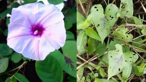 கீரைகளில் பெஸ்ட் நறுந்தாளி..பளபள சருமத்துக்கு தாளிக்கீரை.. ஆண்மை குறைபாட்டை போக்கும் பலே தாலிக்கீரை