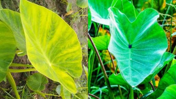 குடல் புற்றுநோய்.. ஆண்மை குறைபாடு முதல் நீரிழிவை வரை ஓட்டும் சேப்பழங்கிழங்கு இலைகள்.. ஆரோக்கிய மூலிகை