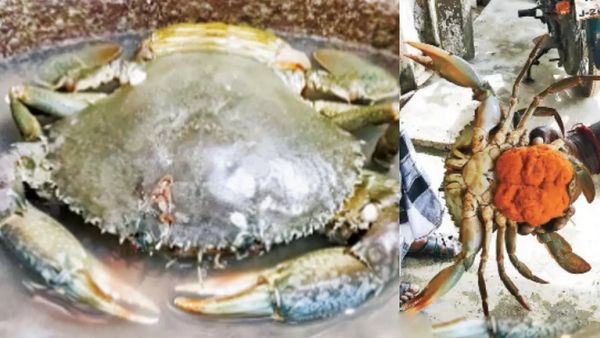 நாகை கடற்கரையில் தோன்றிய உருவம்.. கோடியக்கரையில் ஒரே குஷி.. வியந்த வேதாரண்யம்.. 