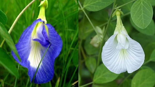 Sangu Poo: உள்ளங்கை, உள்ளங்கால்களில் அதிக வியர்வை வருகிறதா? சங்குப்பூவின் இலைகளை பயன்படுத்தலாமே!