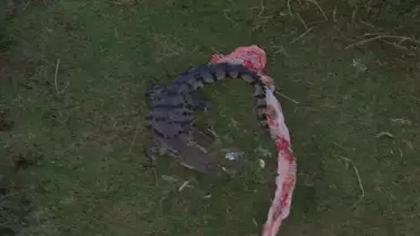 காவிரி கரையில் இதென்ன உருவம்.. திருச்சி, தஞ்சாவூர் ஆற்றில் பார்க்கவே நீளமாக இருக்கே.. கொள்ளிடம் பரபர