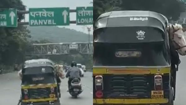 ஆட்டோவில் யாருன்னு பார்த்தீங்களா? தலை, கால் வெளியே நீண்டு.. ரோட்டில் பறந்த குதிரை.. முழித்த மும்பை