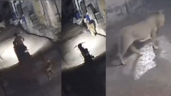 தெய்வமே நீங்களா? அதுவும் நடுத்தெருவில்? கிட்ட போய் உற்றுப்பார்த்த தம்பதி.. அதென்ன உடம்பெல்லாம் முடி?