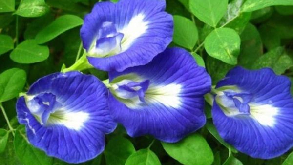 சங்கடங்களை தீர்க்கும் சங்குப் பூ.. நீல சங்குப்பூ கொடிக்குரிய திசை இதுதான்.. சங்குப்பூக்களின் பலன்கள்