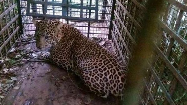 கோவை மாவட்டம்.. வீட்டுக்கு அருகே விளையாடிய சிறுமி.. திடீரென பாய்ந்து வந்த சிறுத்தை குதறி பலி!