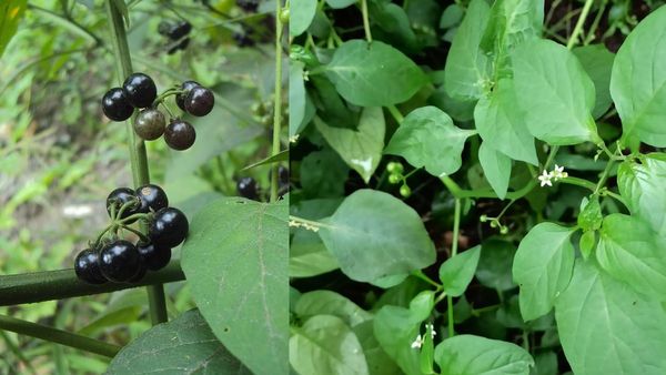 மணத்தக்காளி கீரை தரும் மகத்துவம்.. அல்சர், மண்ணீரல் வீக்கத்தை குணமாக்கும் மணத்தக்காளி இலைகள்