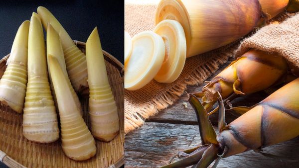 மூங்கில் தண்டு.. சுவாச கோளாறு, மாதவிடாய் சிக்கலை நீக்கும் மூங்கில் குருத்து.. பலப்பல மருத்துவ குணம்