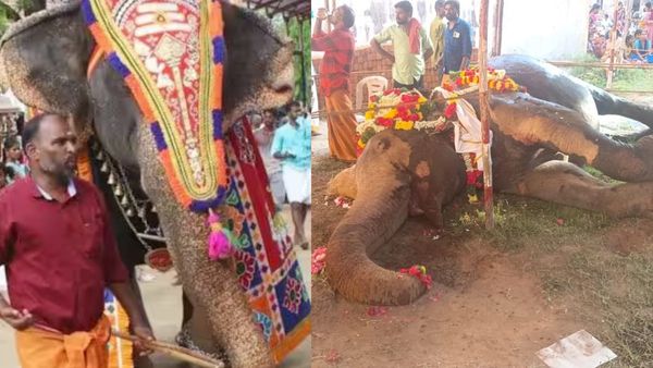 தீயில் துடித்து மடிந்த சுப்புலட்சுமி! கண்ணீரில் குன்றக்குடி! விளக்கால் ஏற்பட்ட விபரீதம்.. பாகன் கைது