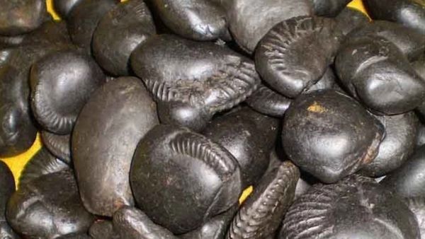 அதிர்ஷ்டம் தரும் சாலிக்கிராமம் கற்கள்.. பூஜை அறையில் இந்த கல் இருந்தாலே புண்ணியம்.. பலே சாளக்கிராமம்