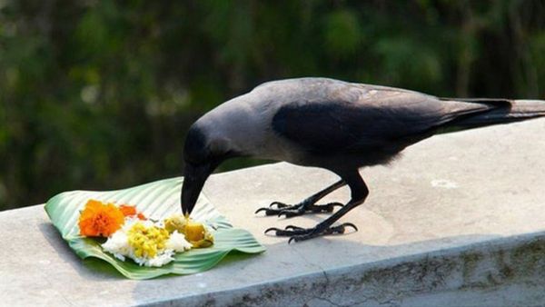 அமாவாசை நாளில் காக்கைக்கு வைக்கும் உணவை அது உண்டால்தான் முன்னோர்களின் ஆசி கிடைக்குமா?