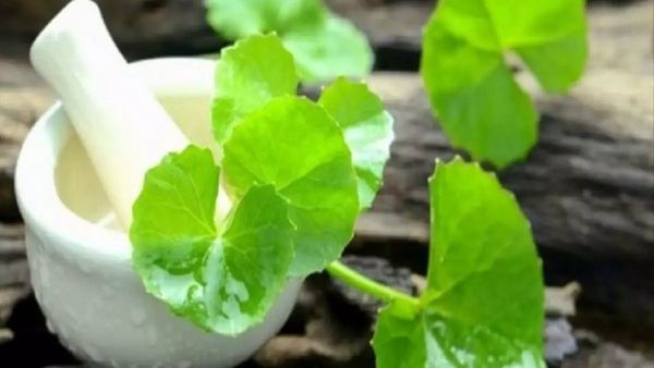 வல்லாரை கீரை.. மன அழுத்தத்தை போக்கும் பயனுள்ள வல்லாரை இலைகள்.. நினைவாற்றலை பெருக்கும் சூப்பர் பொடி