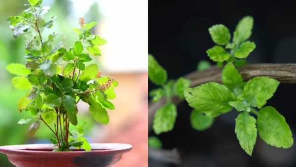 வீட்டில் நீங்கள் வைக்காமலேயே! துளசி செடி திடீரென வளர்ந்துவிட்டதா? அதற்கு என்ன அர்த்தம் தெரியுமா?