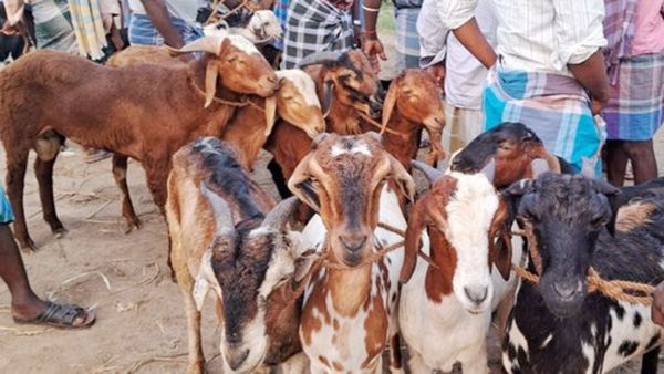 நாமக்கல்லில் துள்ளிய கறிக்கடைக்காரர்! ஆட்டு சந்தைகளில் அமோகம்.. ரூ.5 கோடிக்கு அள்ளிய உளுந்தூர்பேட்டை