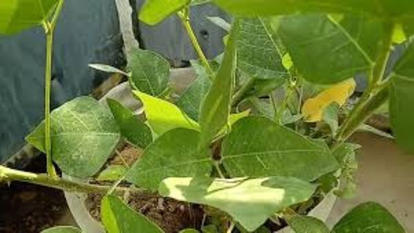 கல்யாண முருங்கை இலை.. மகிழ்ச்சி, ஆரோக்கிய வாழ்வுக்கு உதவும் பயனுள்ள மூலிகை.. கர்ப்பிணி சாப்பிடலாமா?