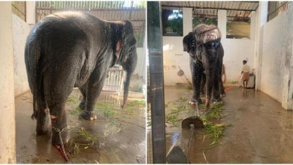 தொட்டு தொட்டு தெய்வானைக்கு முத்தம்.. சோகத்துடன் திருச்செந்தூர் யானை.. திருப்பரங்குன்றம் சம்பவம் வேற