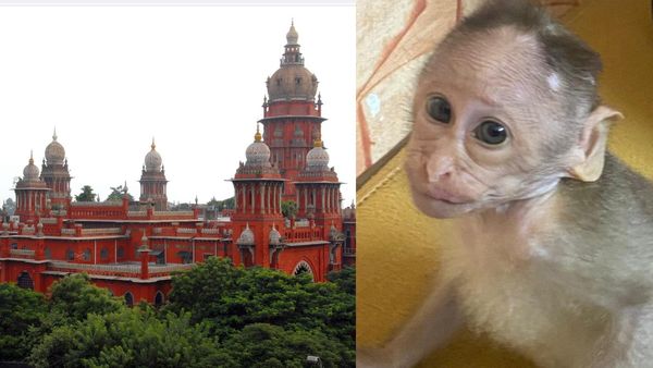 குரங்கு குட்டியை பார்க்க கால்நடை மருத்துவருக்கு அனுமதி! அடையாளம் கண்டுகொண்டதா என அறிக்கை அளிக்க ஆணை!