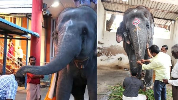 இரண்டு உயிர்களை பறித்த தெய்வானை! யானைகளிடம் மாட்டிக்கொண்டால் தப்பிக்க உடனே இதை செய்யுங்க