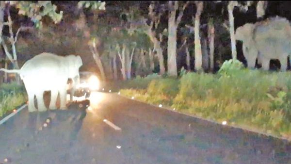 முதுமலையில் கர்நாடகா தம்பதி.. நொடிப்பொழுதில் ஆக்ரோஷமான யானை.. உறைந்த வாகன ஓட்டிகள்