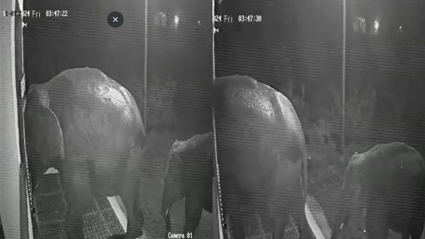 கோவை மருதமலையில் நள்ளிரவில் வீடு தேடி வந்த விஐபி.. எகத்தாளத்தோடு என்ன ஒரு என்ட்ரி