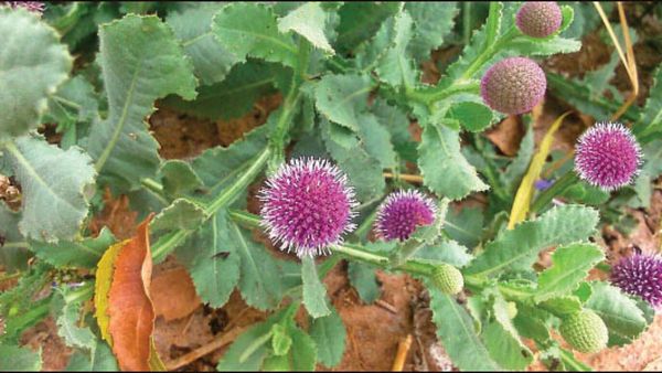 கொட்டைக்கரந்தை.. கல்லீரல் வலுப்பெற, தலைமுடி வளர்ச்சிக்கு உதவும் மூலிகை.. அடடே கொட்டைக் கரந்தை இலைகள்