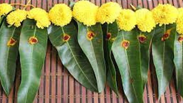 மாவிலை தோரணம்.. மாமரத்தின் மகத்துவம் தெரியுமா? வீட்டு வாசலில் இதை கட்டி வைத்தாலே பணம் கொட்டுமே, செம