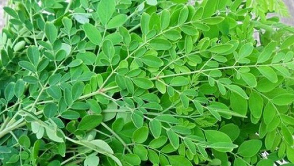 முந்நூறு நோயை விரட்டும் முருங்கைக்கீரை.. அதென்ன முருங்கை டீ? முருங்கையிலை கஷாயம் குடிக்கலாமா? அருமை