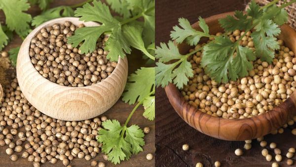 யூரிக் அமிலத்தை குறைக்க.. கொத்தமல்லி விதை போதுமே.. பித்தம் விலக, அஜீரணம் நீங்க.. செம ஹெல்த் டிரிங்க்