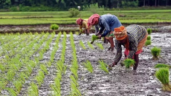 வெள்ளம், புயலால் பயிர் சேதம் ஏற்பட்டால் கவலை வேண்டாம்! விவசாயிகளுக்கு வந்த முக்கிய அறிவிப்பு! என்ன?